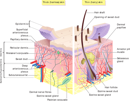 The first step to beauty is to know our dermis